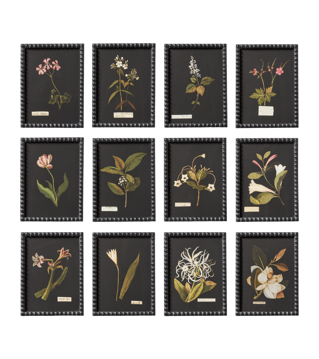 Set of Twelve Framed Flower Botanical Prints