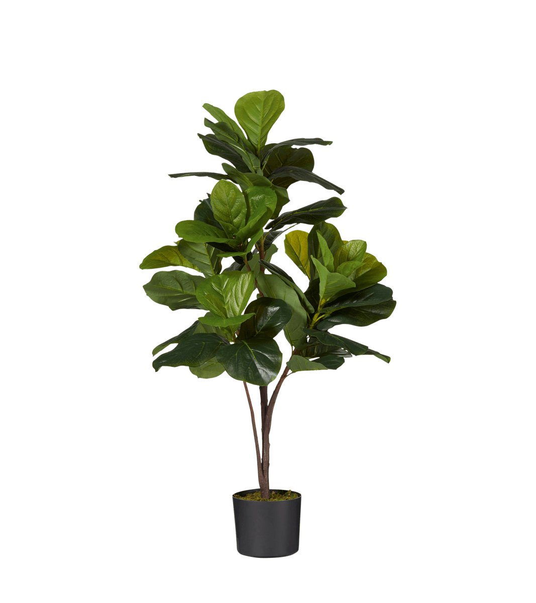 Small Faux Fiddle Plant – Green