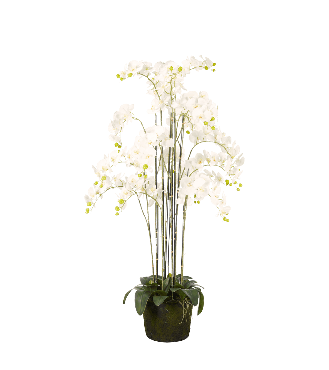 Faux Giant Phalaenopsis Orchid – White