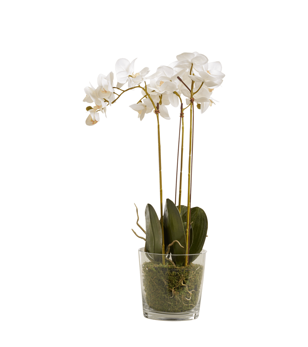 Faux Phalaenopsis Orchid With Glass Vase – White