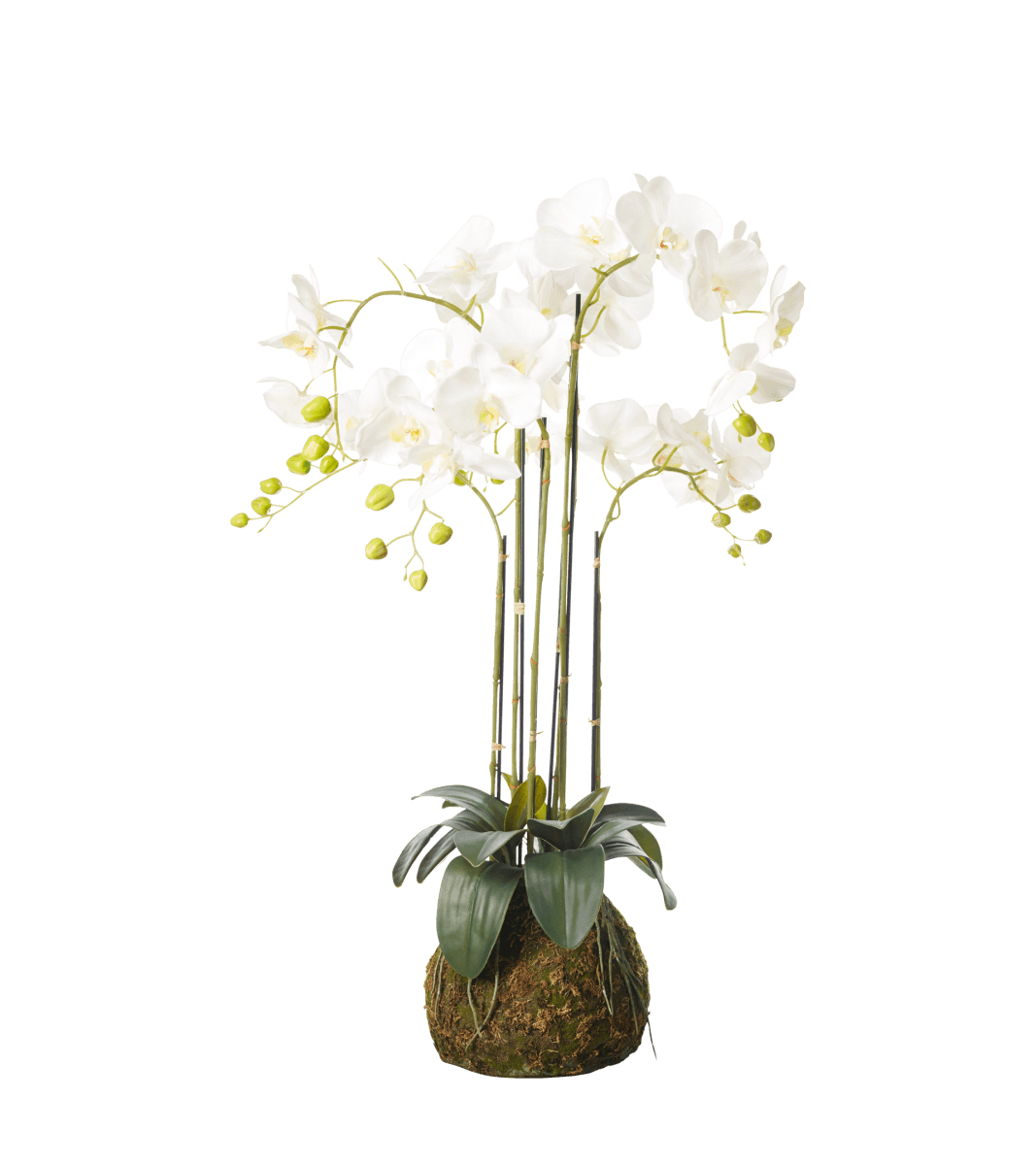 Medium Faux Planted Phalaenopsis Orchid – White