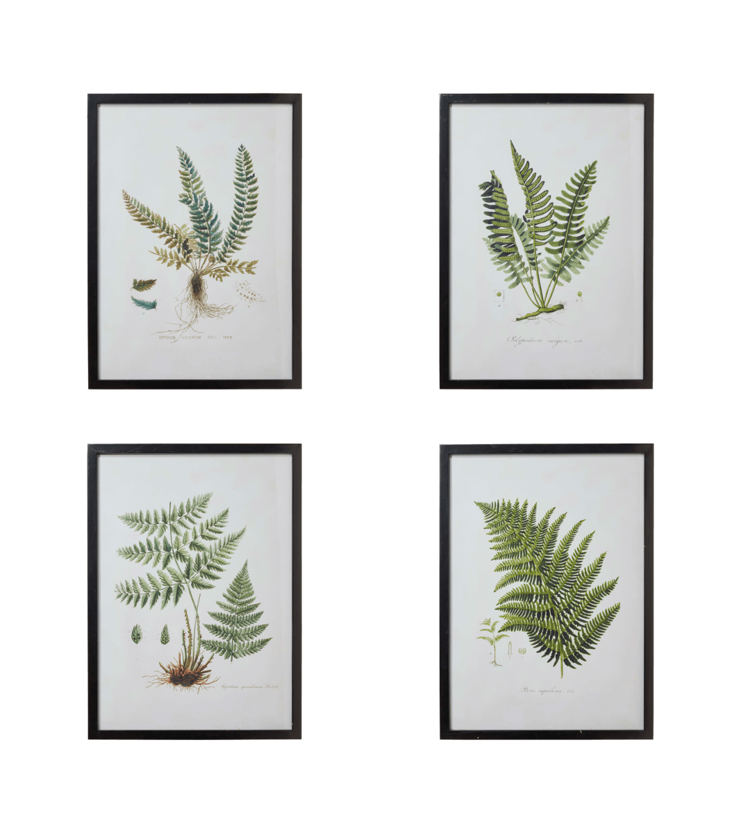 Set of Four Fern Framed Prints – Black