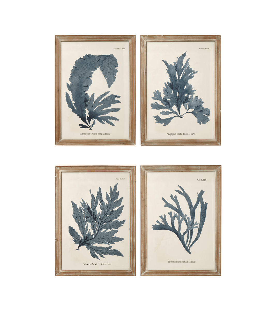 Set of Four Seaweed Framed Prints – Blue